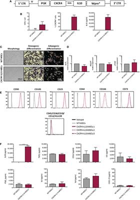 Improved efficacy of mesenchymal stromal cells stably expressing CXCR4 and IL-10 in a xenogeneic graft versus host disease mouse model